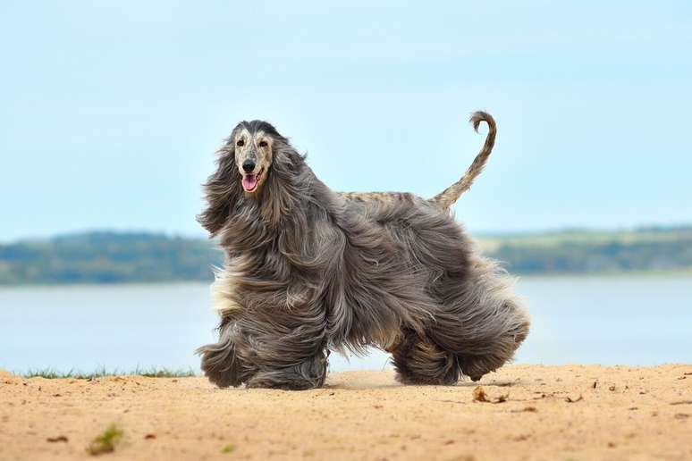 Assim como no desenho, o galgo afegão é uma raça de grande porte e elegante 