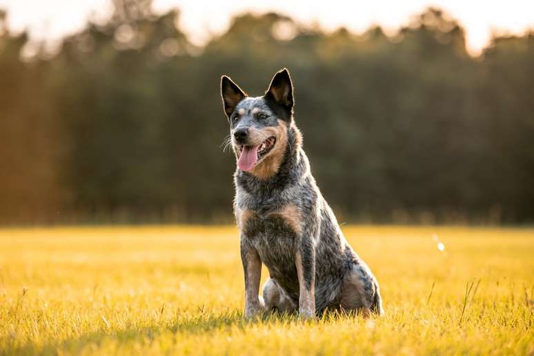 Assim como na animação, a raça da Bluey, boiadeiro australiano, é conhecida por sua inteligência, energia e lealdade 