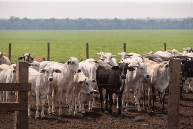 Uma das fontes de produção do metano é a pecuária, uma vez que o gado libera os gases durante a sua criação.