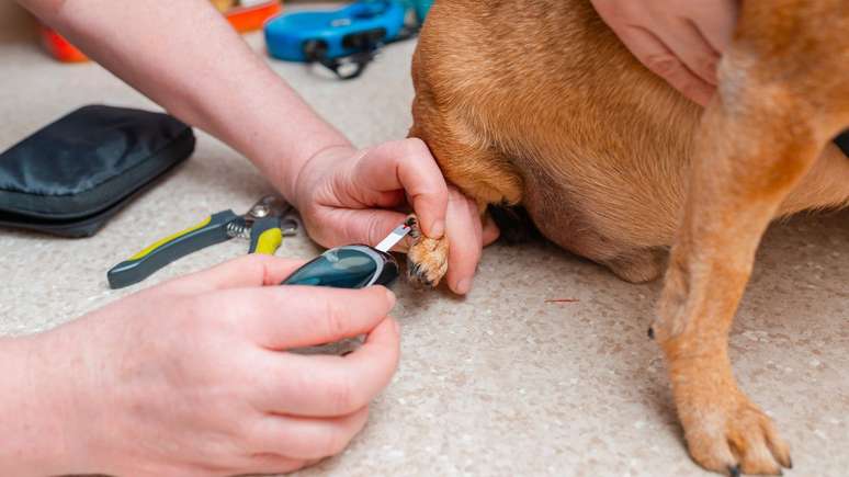 Diabetes em pets é perigoso e exige tratamento veterinário