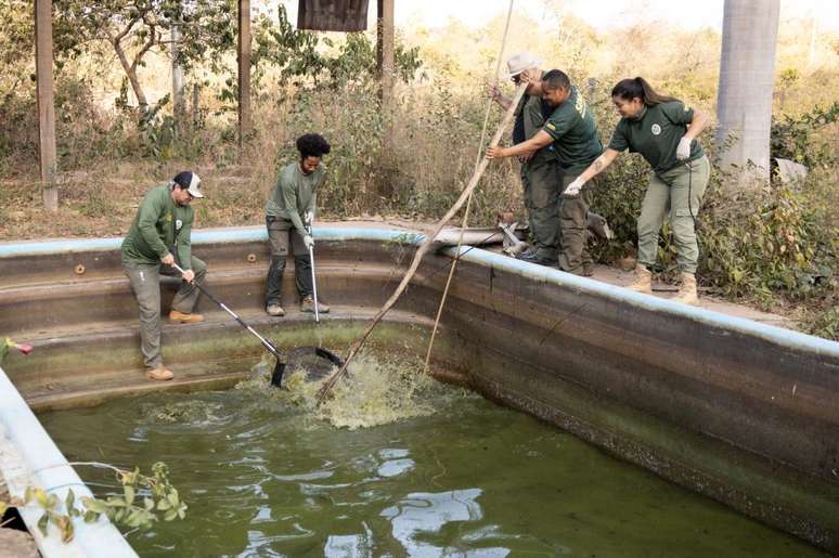 Oito jacarés são resgatados de piscinas em pousada desativada em Mato Grosso