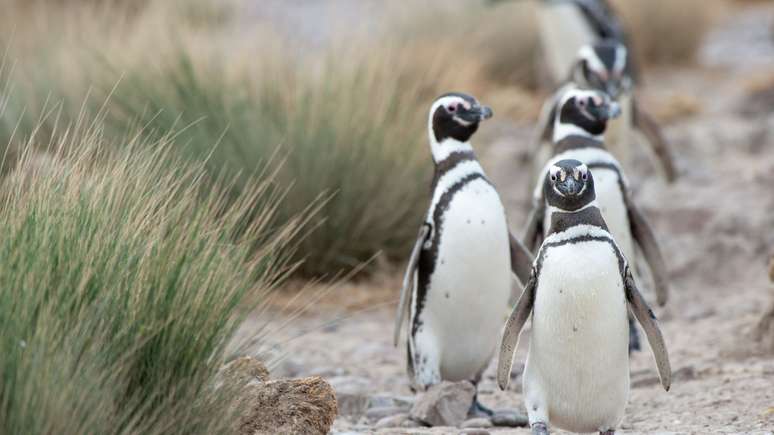 Pinguins estão em temporada de migração para praias do Sul e Sudeste do Brasil