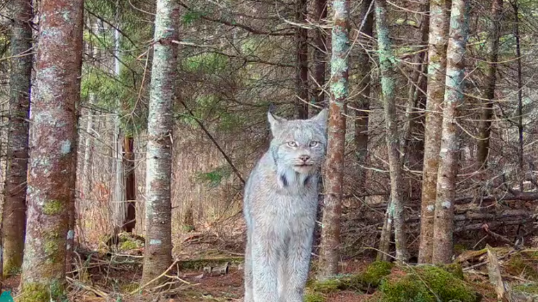 Lince-do-canadá posa para câmera em uma floresta isolada em Minnesota (EUA)