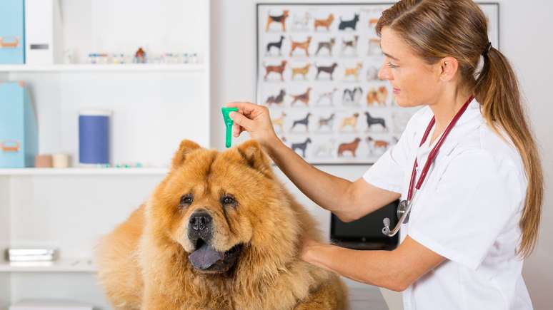 Entenda tudo sobre a leishmaniose em pets