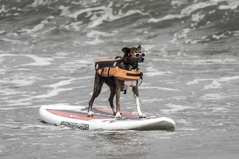 Parafina foi o único representante de um clube de futebol no Mundial de Surf Dog