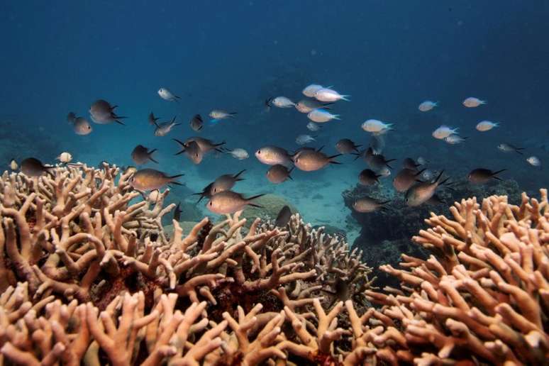 Peixes nadam sobre a Grande Barreira de Corais, na Austrália
25/10/2019
REUTERS/Lucas Jackson