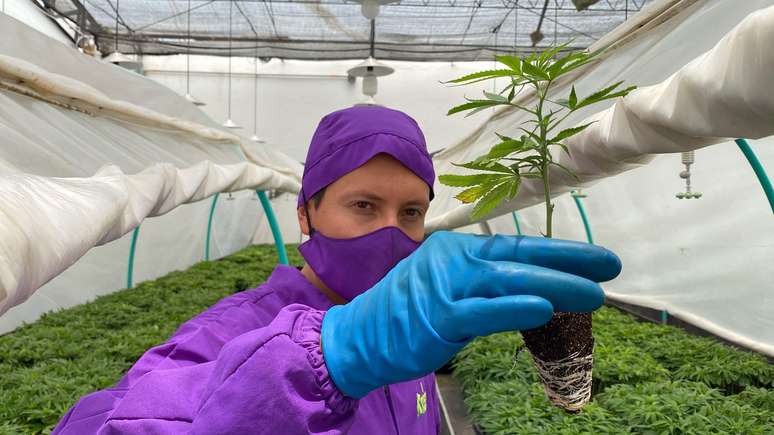 Engenheiro agrônomo inspeciona muda de maconha em uma estufa na Colômbia cuja produção é legalizada e destinada à exportação