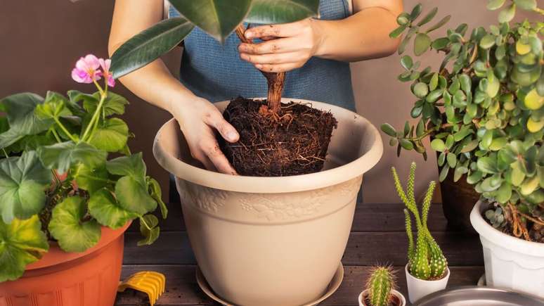 Se você deseja que suas plantas estejam alinhadas com as energias do seu signo, descubra qual é a planta ideal para cada signo do zodíaco