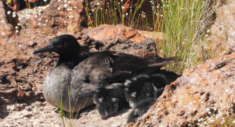 TO: Filhotes de espécie de pato rara e ameaçada de extinção nascem em Jalapão