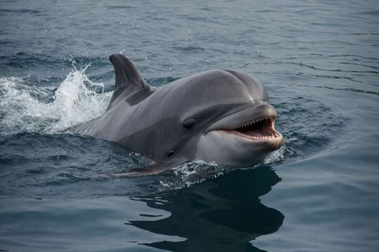 Pesquisa indica que a poluição sonora tem afetado o comportamento natural dos golfinhos 