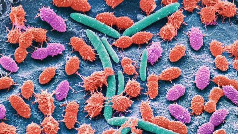 A encefalopatia hepática é problema que surge no fígado, tem efeitos no cérebro e cuja solução depende de controlar as bactérias no intestino