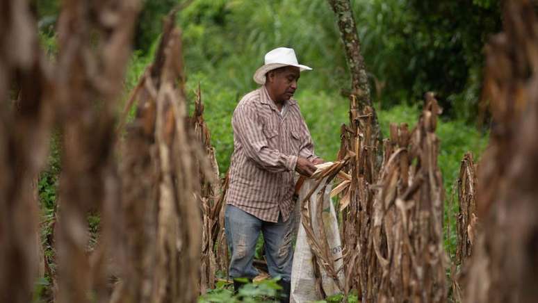 Plantação de milho no México