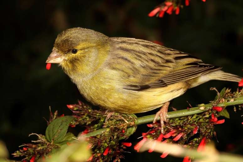 Os canários são uma das aves mais populares no Brasil