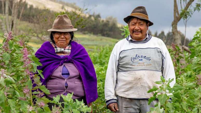 Agricultores indígenas em um campo de quinoa no Equador