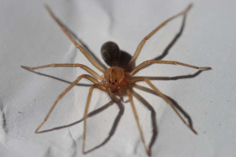 Aranha-marrom ou aranha violinista - É pequena, com 4 cm, e fica escondida em cascas de árvores e folhas secas. Sua picada provoca necrose. A pessoa tem febre, inchaço e pode sofrer problemas graves nos rins.