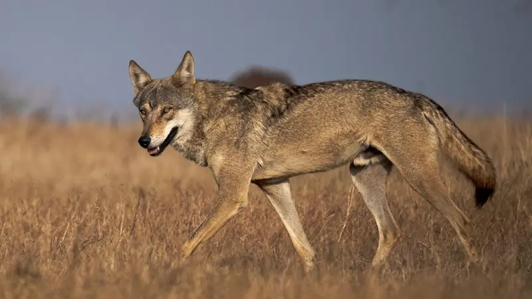 'Se a população de lobos em uma área diminui, eles tendem a cruzar com cães quando não conseguem encontrar parceiros'