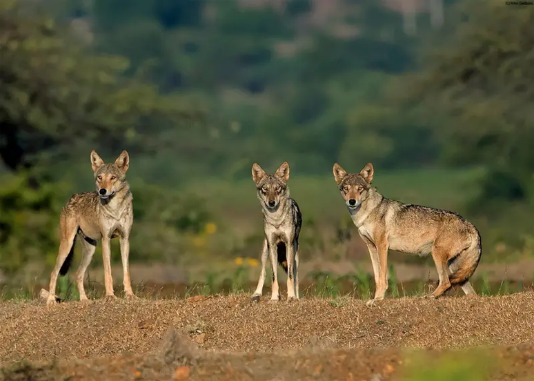 Os lobos são uma parte importante da cadeia alimentar em Maharashtra