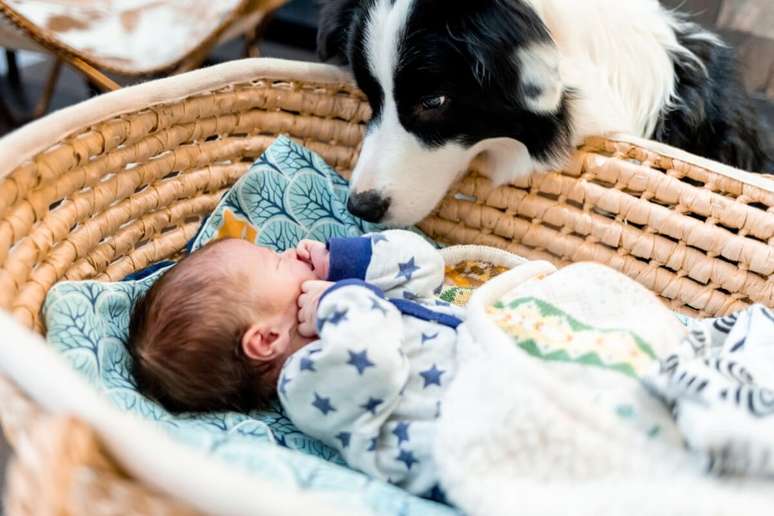 Alguns cuidados são importantes para ajudar o cachorro a se adaptar ao bebê