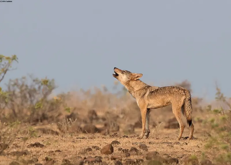 Os lobos-indianos são considerados uma das linhagens mais antigas de lobos cinzentos