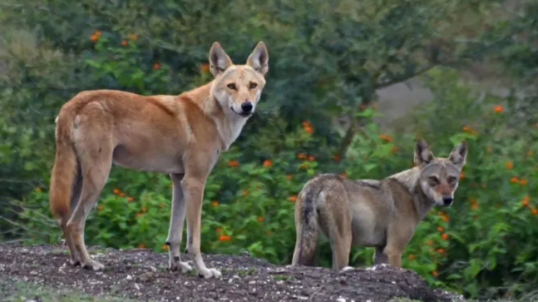 O híbrido cão-lobo é castanho-alaranjado, enquanto os lobos em si são cinzentos