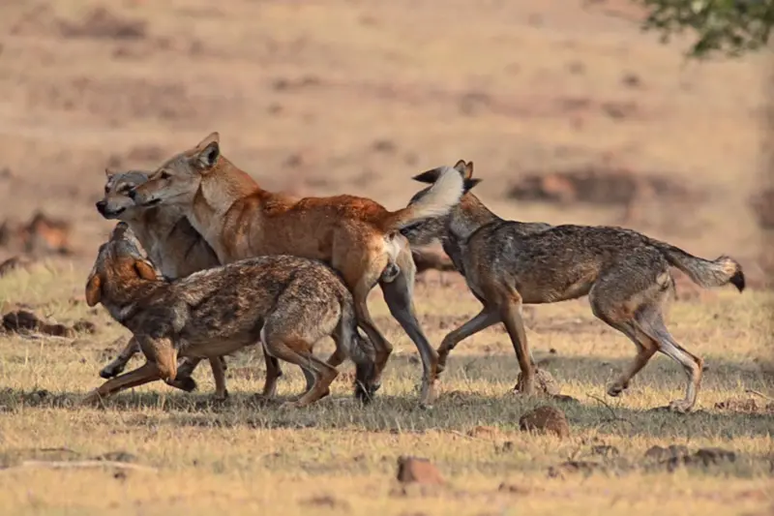 Grupos encontraram diversos animais híbridos em meio a lobos