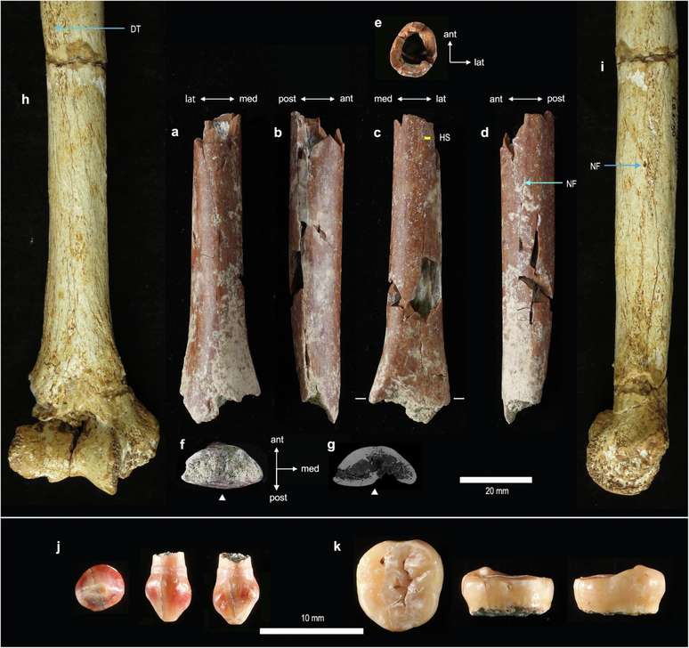 Evolução inicial do tamanho corporal pequeno no Homo floresiensis