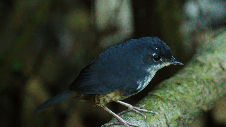 Macuquinho (Eleoscytalopus indigoticus)