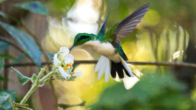 Beija-flor-de-bochecha-azul (Heliothryx auritus)