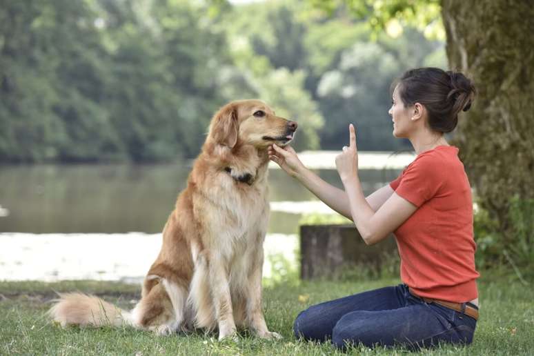 Alguns comandos são importantes para garantir que o cachorro se comporte bem 