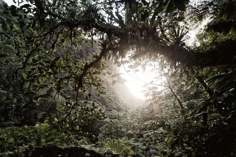 Juliane passara um ano e meio com os pais em uma esta&ccedil;&atilde;o de pesquisa biol&oacute;gica em plena floresta, e tinha uma ideia de como se comportar para sobreviver na selva