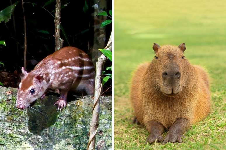 A paca é um roedor noturno e terrestre, já a capivara é o maior roedor do mundo 