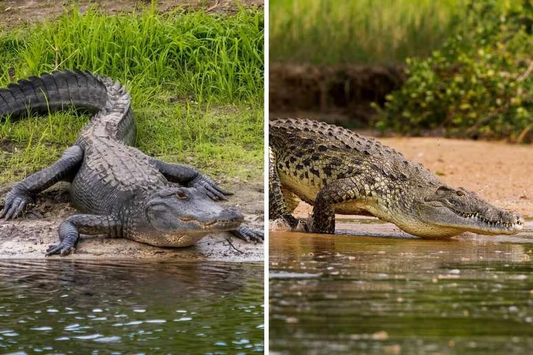 O jacaré apresenta focinhos mais largos e arredondados, enquanto o crocodilo tem focinho estreito e em forma de V 