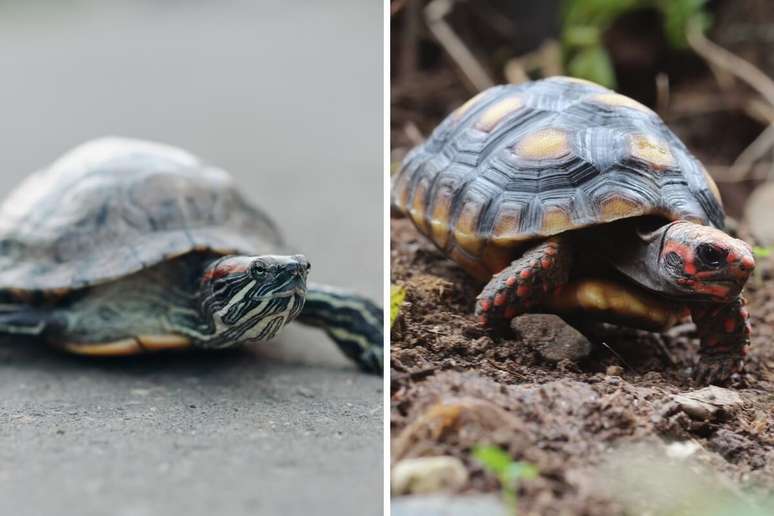 O cágado tem um casco menos arredondado, e a tartaruga, um casco mais arredondado e robusto 