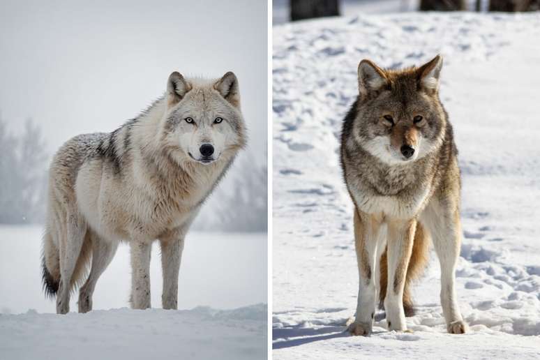 O lobo tem um corpo robusto e o coiote é um animal menor 