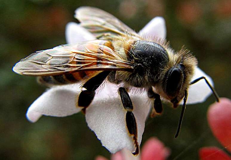 A abelha Apis mellifera que habita o Brasil, conhecida popularmente como africanizada, é resultado do cruzamento das raças europeias e africana. Apesar de serem muito defensivas, as abelhas africanizadas são ativas o ano todo, altamente produtivas e resistentes às doenças.