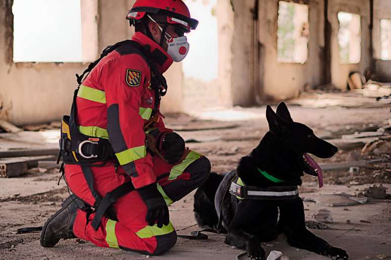 Cachorros podem ajudar no resgate de pessoas após desastres 