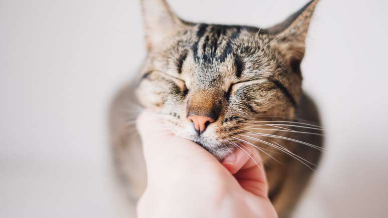 Descubra curiosidades sobre o ronronar dos gatos