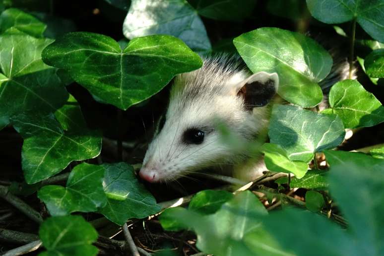 O gambá é um animal que pode habitar desde florestas até cidades 