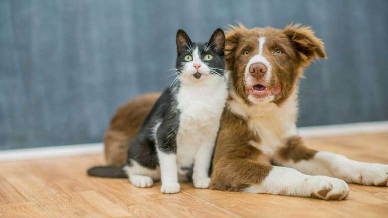 Cachorro e gato; animais podem ter diabetes