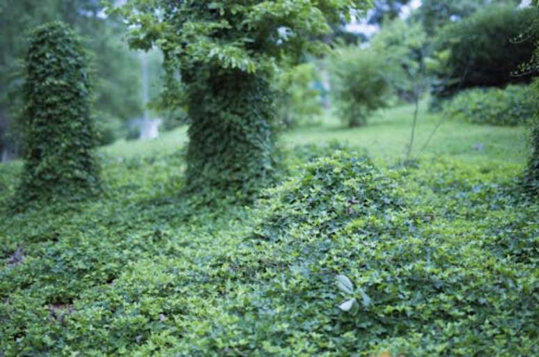 Nos EUA, o kudzu é conhecido como a “videira que comeu o Sul”. Christie S Simpson