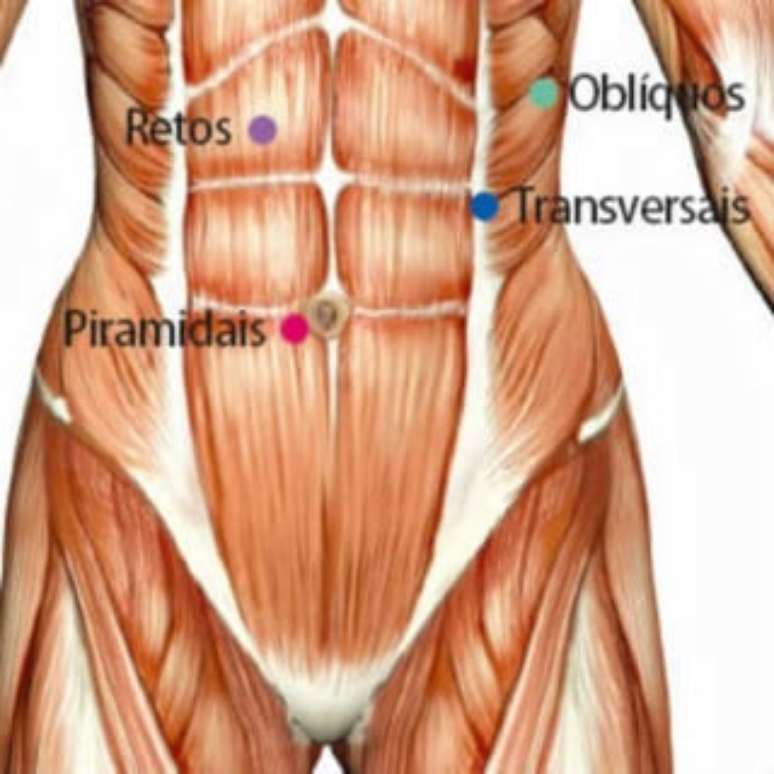 Principais grupos de músculos abdominais -