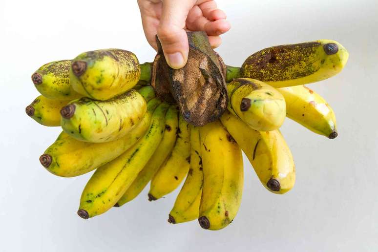 Seria difícil encontrar um cacho de Gros Banana Michel nos supermercados americanos hoje. krares/iStock via Getty Images Plus