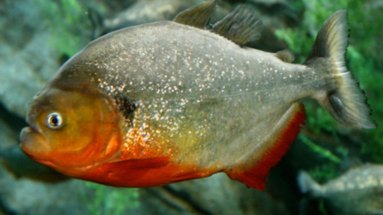 Piranha está entre os peixes mais perigosos do mundo