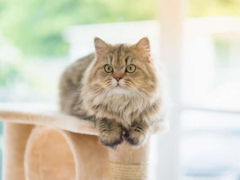 O gato persa é calmo, carinhoso e se adapta facilmente a ambientes internos 