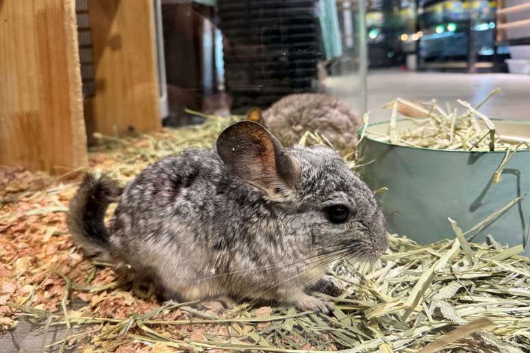 A chinchila é conhecida por sua natureza curiosa e sociável 