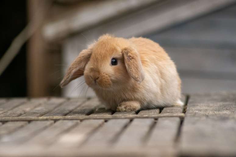 O mini lop é uma raça de coelho dócil e fácil de cuidar 