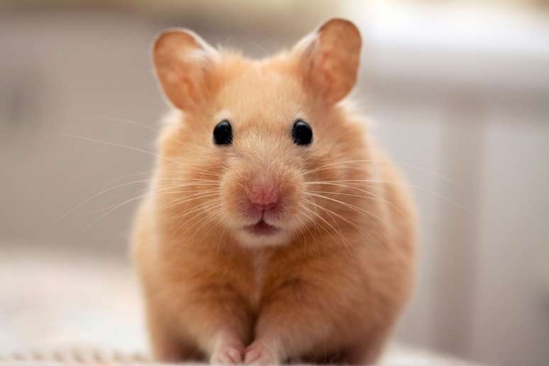 O hamster sírio é um bichinho ativo durante a noite 