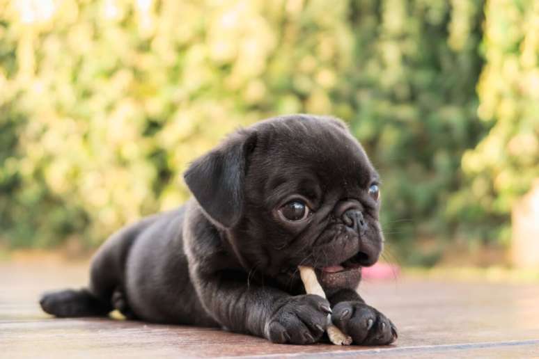 O pug é um cachorro afetuoso e brincalhão 