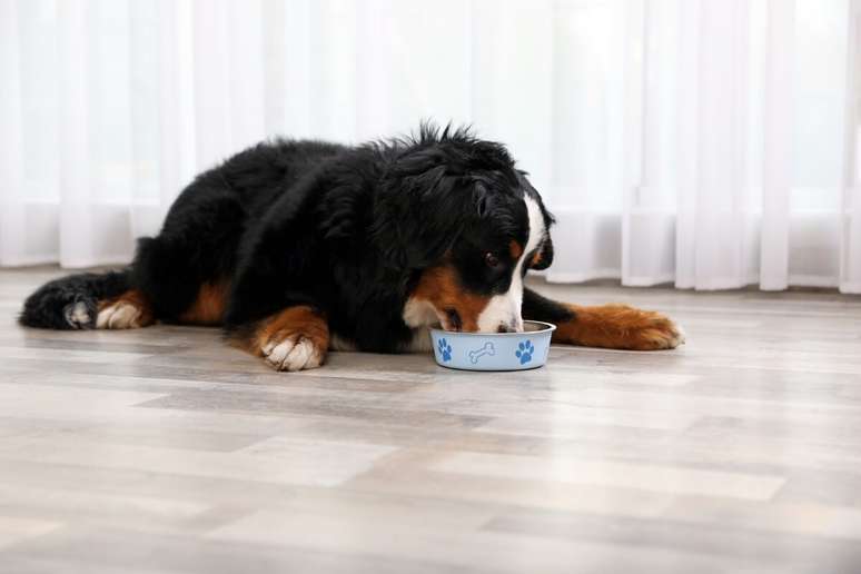 Por ser uma raça de grande porte, o bernese requer uma dieta equilibrada e rica em nutrientes 