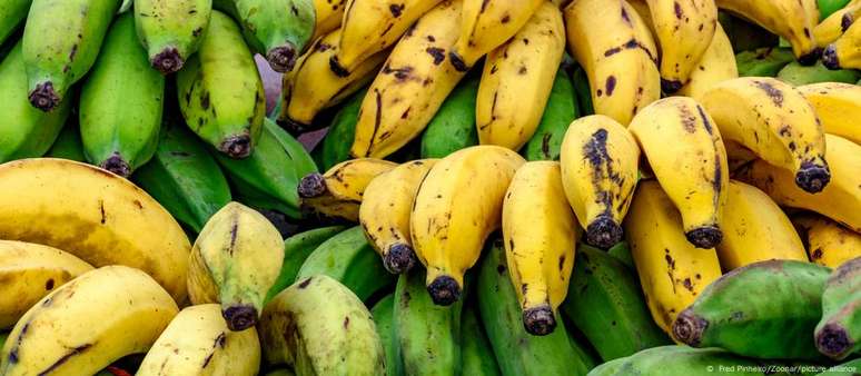 Espécie cavendish, conhecida no Brasil como banana-nanica ou d'água, representa cerca de 50% da produção global e está ameaçada pelo mal-do-Panamá